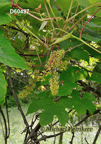 Summer Grape (Vitis aestivalis)